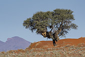 Tree with social nest of Social weaver (Philetairus socius), Namib Rand Familie Hideout, Namibia