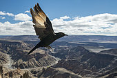 Pale-winged Starling (Onychognathus nabouroup) in flight, Fish River Canyon, Namibia