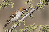 Great Sparrow (Passer motitensis) on a branhc, Kgalagadi Transfrontier Park, Namibia