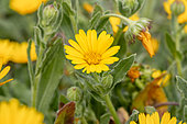 Field marigold (Calendula arvensis), Gard, France