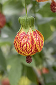 Fleur d'Abutilon (Abutilon striatum) 'Redvein'