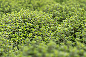 Lemon thyme (Thymus citriodorus)