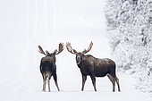 Eastern moose (Alces americanus) males on a snowy forest track after the rutting season. Parc de la Gaspésie. Quebec. Canada