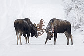 Eastern moose (Alces americanus) males confront each other on a snowy forest track after the rutting season. A friendly fight that allows the dominant male to consolidate his stature. Parc de la Gaspésie. Quebec. Canada