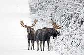 Eastern moose (Alces americanus) males on a snowy forest track after the rutting season. Parc de la Gaspésie. Quebec. Canada