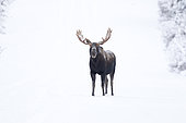 Eastern moose (Alces americanus) male on a snowy forest track after the rutting season. Parc de la Gaspésie. Quebec. Canada
