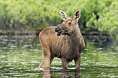 Eastern moose (Alces americanus) one and a half month old male feeding on aquatic plants in a lake. La Mauricie National Park. Quebec. Canada
