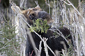 Eastern moose (Alces americanus) male having lost his antlers in early winter. Moose eating balsam fir twigs. Gaspesie Park. Quebec. Canada