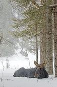 Eastern moose (Alces americanus) male having lost his antlers in early winter. Moose ruminating in a snowy forest. Gaspesie Park. Quebec. Canada