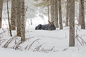 Eastern moose (Alces americanus) male having lost his antlers in early winter. Moose ruminating in a snowy forest. Gaspesie Park. Quebec. Canada