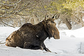 Eastern moose (Alces americanus) female at rest on the snowy bank of a frozen river. Gaspesie Park. Quebec. Canada