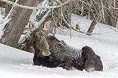 Eastern moose (Alces americanus) female at rest on the snowy bank of a frozen river. Gaspesie Park. Quebec. Canada