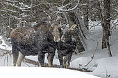Eastern moose (Alces americanus) female and her ten-month-old calf standing on the bank of a frozen river. Moose under a snowfall. Parc de la Gaspésie. Quebec. Canada.