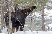Eastern moose (Alces americanus) male with antler loss in early winter. Moose eating balsam fir twigs. Gaspesie Park. Quebec. Canada