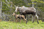 Eastern moose (Alces americanus) female and one-month-old young feeding at the edge of the forest. Forillon National Park. Quebec. Canada