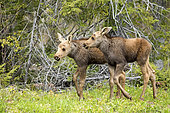 Eastern moose (Alces americanus) one-month-old young moving at the edge of the forest. Forillon National Park. Quebec. Canada