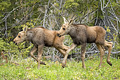 Eastern moose (Alces americanus)