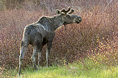 Eastern moose (Alces americanus) male with regrowing antlers. Moose feeding on willow twigs in spring. Forillon National Park. Quebec. Canada