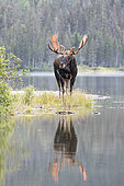 Eastern moose (Alces americanus) dominant male standing at the edge of a lake during the rutting season. Parc de la Gaspésie. Quebec. Canada
