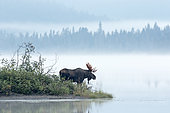Eastern moose (Alces americanus) dominant male standing at the edge of a lake during the rutting season. Parc de la Gaspésie. Quebec. Canada