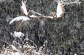 Eastern moose (Alces americanus) male during a snowstorm after the rutting season. Parc de la Gaspésie. Quebec. Canada
