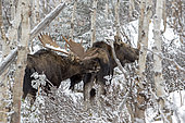 Eastern moose (Alces americanus )male smelling a female during the rutting period. Parc de la Gaspésie. Quebec. Canada