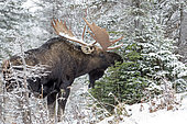 Eastern moose (Alces americanus) male feeding on balsam fir twigs in snowy forest after rutting season. Parc de la Gaspésie. Quebec. Canada