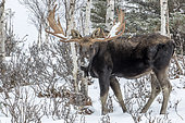 Eastern moose (Alces americanus) male standing in a snowy forest after the rutting season. Parc de la Gaspésie. Quebec. Canada
