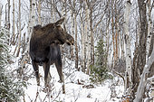 Eastern moose (Alces americanus) female standing in a snowy forest. Parc de la Gaspésie. Quebec. Canada