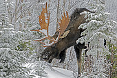 Eastern moose (Alces americanus) male feeding on balsam fir twigs in snowy forest after rutting season. Parc de la Gaspésie. Quebec. Canada