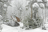Eastern moose (Alces americanus) male lying down and ruminating in a snowy forest after the rutting season. Gaspesie Park. Quebec. Canada