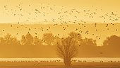Winter atmosphere, Lac du Der, Champagne, France