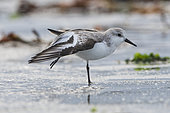 Sanderling (Calidris alba) stretching in the water, Goulven Bay, Brittany, France