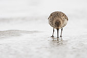 Dunlin (Calidris alpina) looking for food in the water, Goulven Bay, Brittany, France