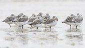 Sanderling (Calidris alba) grouop at rest in the water, Goulven Bay, Brittany, France