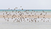 Flight of shorebirds including Dunlin (Calidris alpina), Goulven Bay, Brittany, France