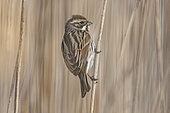 Common Reed Bunting (Emberiza schoeniclus) on reed, Camargue, France