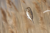 Common Reed Bunting (Emberiza schoeniclus) on reed, Camargue, France