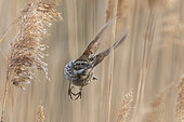 Common Reed Bunting (Emberiza schoeniclus) in flight in reedbed, Camargue, France