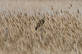 Western Marsh Harrier (Circus aeruginosus) in the reeds, Camargue, France