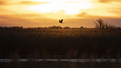 Western Marsh Harrier (Circus aeruginosus) in flight over a reed bed, Camargue, France