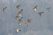 Mallards (Anas platyrhynchos) in flight, Lac du Der, Champagne, France