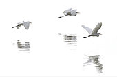 Great Egret (Ardea alba) in flight, lac du Der, Champagne, France