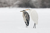 Grey heron (Ardea cinerea) and Great egret (Ardea alba) in the snow on a frozen pond, France
