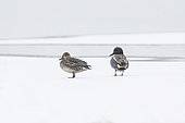 Eurasian Teal (Anas crecca) on the ice, female left, male right, France