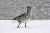 Greylag Goose (Anser anser) walking under the snow, Lac du Der, Champagne, France