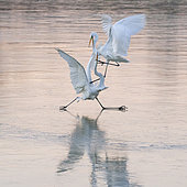 Great Egret (Ardea alba) fighting on ice, lac du Der, Champagne, France