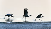 Common crane (Grus grus) group flying, Lac du Der, Champagne, France