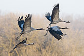 Common crane (Grus grus) group flying, Lac du Der, Champagne, France