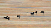 Goosander (Mergus merganser) group on water at dawn, Lac du Der, Champagne, France